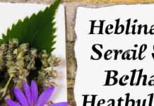 The Benefits of Herbal Remedies for Skin Health: Nature’s Soothing Solutions The Benefits of Herbal Remedies for Skin Health: Nature’s Soothing Solutions